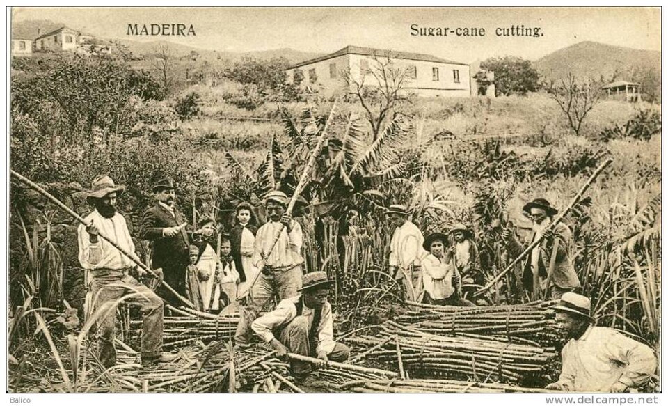 Sugar cane harvest on Madeira — Bazar do Povo postcard, circa 1900