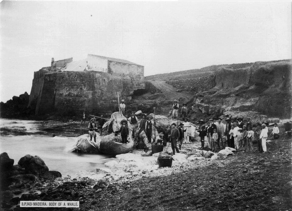 A whale being butchered on the shingle at Porto Moniz, photograph circa 1900