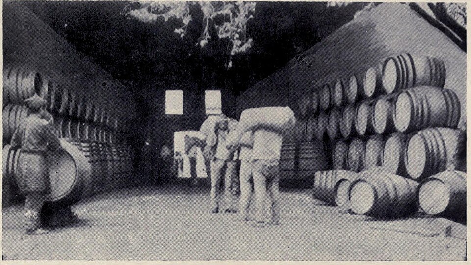 Men carrying goatskins of wine between walls of casks in a Funchal wine lodge, 1909