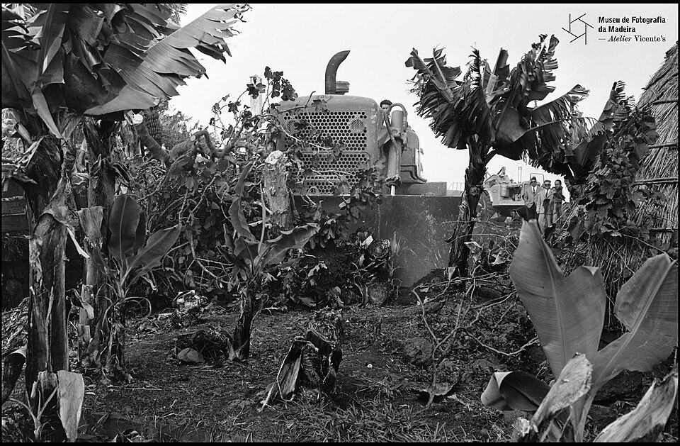 Demolition starting for Funchal airport in a banana field, 5 June 1961